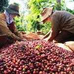 Mỹ nhập khẩu cà phê Việt Nam với giá cao kỷ lục 3.586 USD 1 tấn