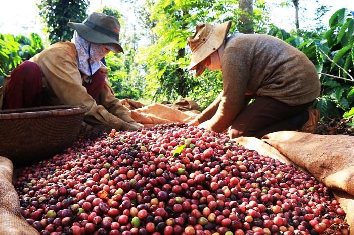 Mỹ nhập khẩu cà phê Việt Nam với giá cao kỷ lục 3.586 USD 1 tấn