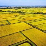 Chính phủ phê duyệt đề án 1 triệu ha lúa chuyên canh lúa chất lượng cao - 1