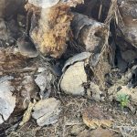 Gỗ lớn từ đốn cây xanh ở TP.HCM phơi mưa nắng, bị mối mọt -5