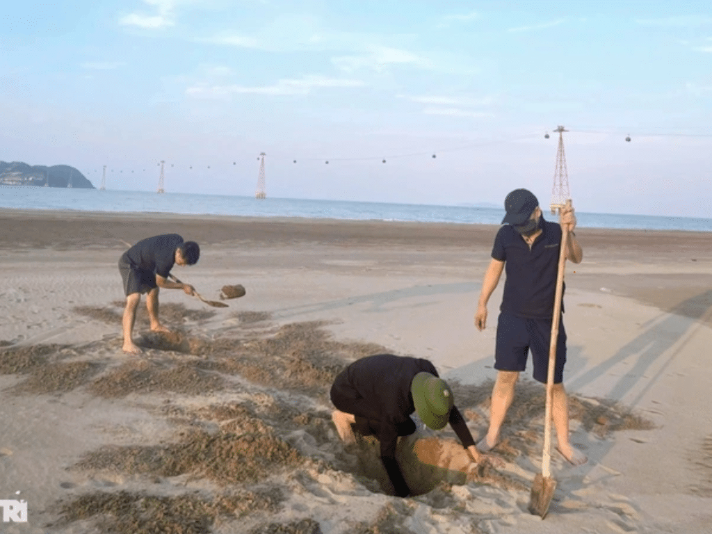 Người dân ven biển Cửa Lò kiếm tiền triệu mỗi ngày dưới lớp cát