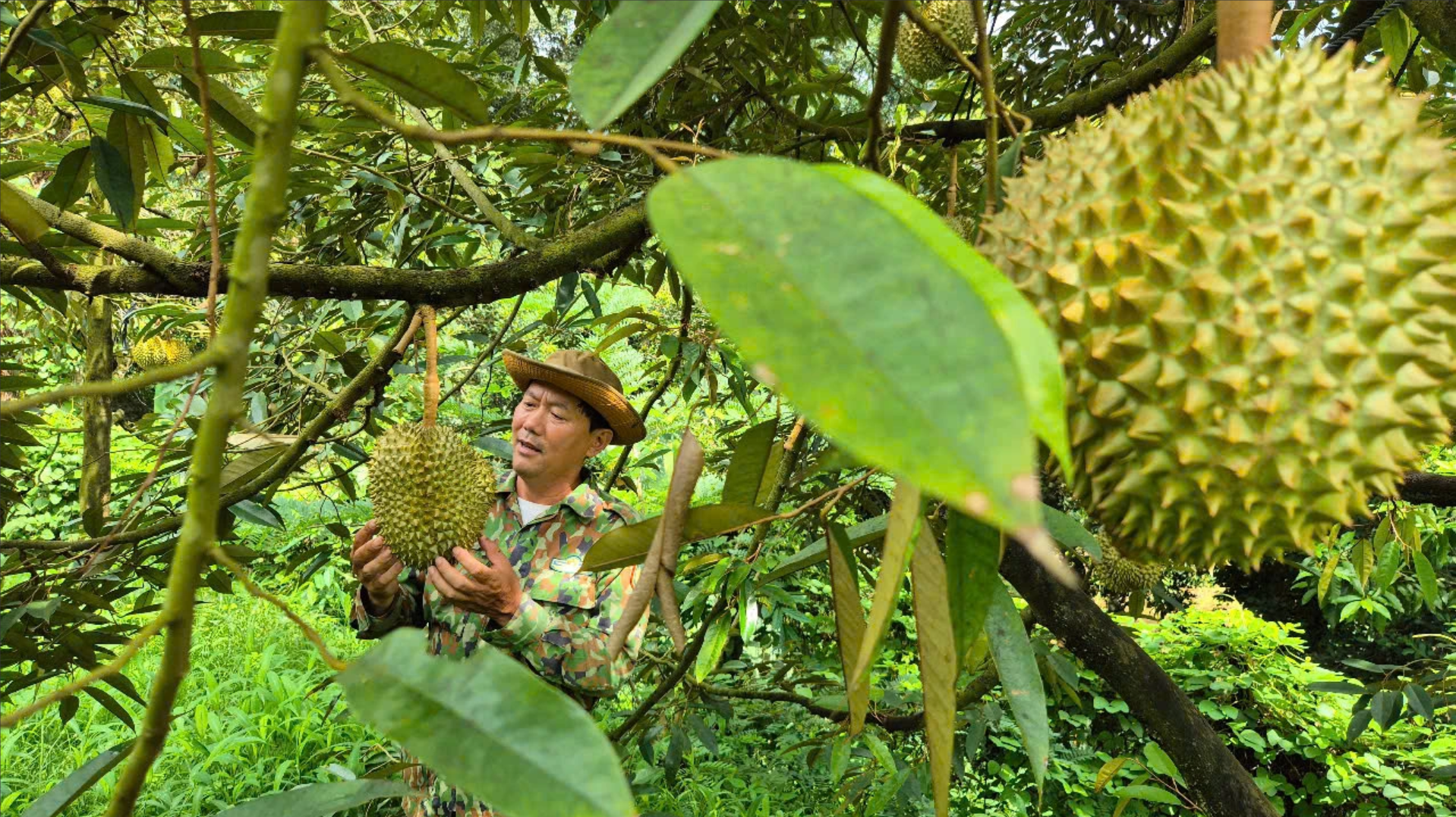 'Vua trái cây' trở lại đường đua, xuất khẩu rau quả bất ngờ tăng vọt