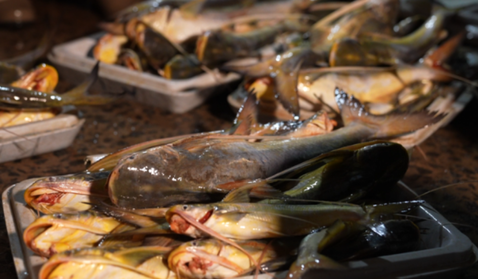 Xuất khẩu cá tra mang về cho Việt Nam gần 1 tỷ USD